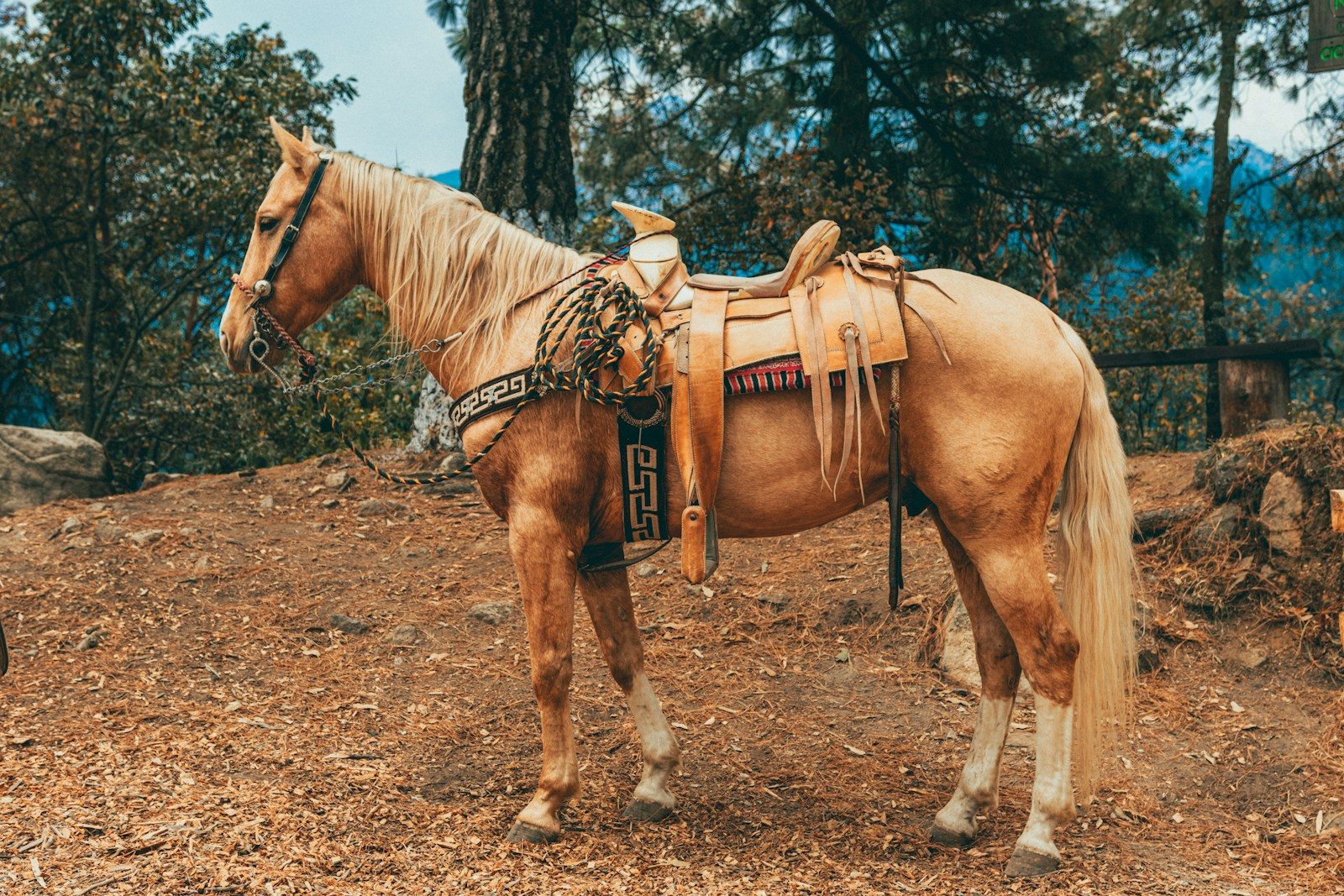 a brown horse standing on top of a dirt field